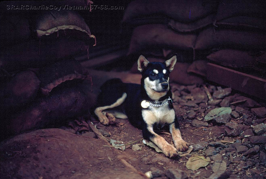 Guard Dog