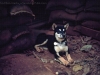 Guard Dog